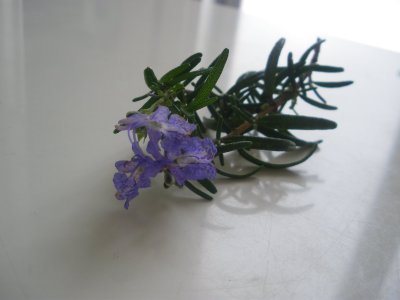 haikei_rosemary_mini