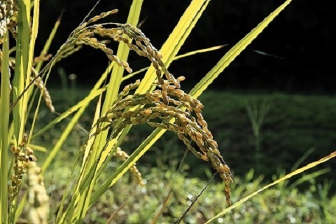 furusatonouzei
