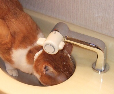 cat drinkwater