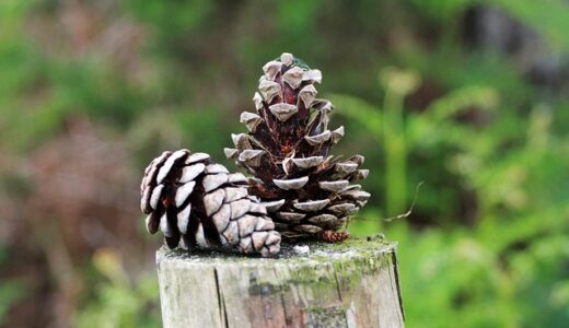 バスを使って手軽に山登り気分。神戸市立森林植物園を散策しました。