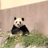 パンダに会いに白浜へ。良浜・結浜・彩浜・楓浜を見られるのはあと１か月！