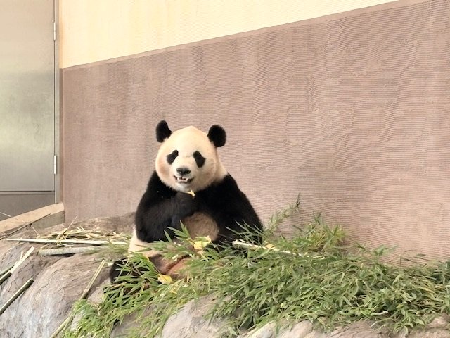 パンダ
